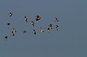 Golden plovers flying - A